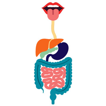 Detailed Human Digestive System Anatomy with Stomach, Liver, Pancreas, Small Intestine and Large Intestine, Scientific Medical Education Diagram, Professional Biology Vector Illustration