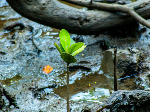 Mangrove Seedlings Growing Across Mudflat
