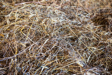 Close-up of loose dry hay with tangled grass stems, creating a natural rustic texture and agricultural background associated with farming, fodder and livestock feed. © Marek
