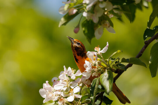 Baltimore Oriole on a branch of spring apple blossoms. 