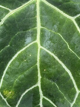 Macro shot of vibrant green leaf texture with prominent white veins, botanical nature background showing detailed foliage pattern design