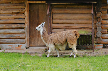 Fototapeta premium Brown and white llama walking on green grass near wooden log barn. Farm animal grazing in pasture by rustic barn. Rural agriculture, livestock breeding and countryside life concept.