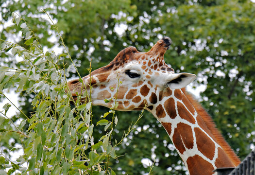 Giraffe eating leaves from tree branch in green summer park. Wild animal feeding on foliage. African mammal in zoo or nature reserve. Wildlife and nature conservation concept.
