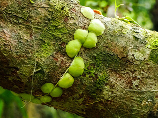 Dischidia Vine with Round Leaves Growing on Tree Bark © YEVGENIY
