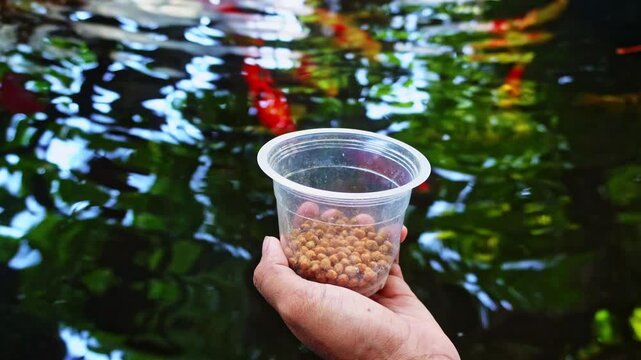 Hand holding cup of pellet food to feed colorful koi fish swimming in clear outdoor garden pond.