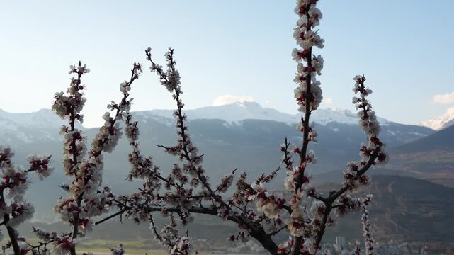 Apricot branches in full blossom catch the light above the Rhone Valley at Sion, Switzerland, snow covered peaks standing behind the soft white and pink flowers. Close up shot