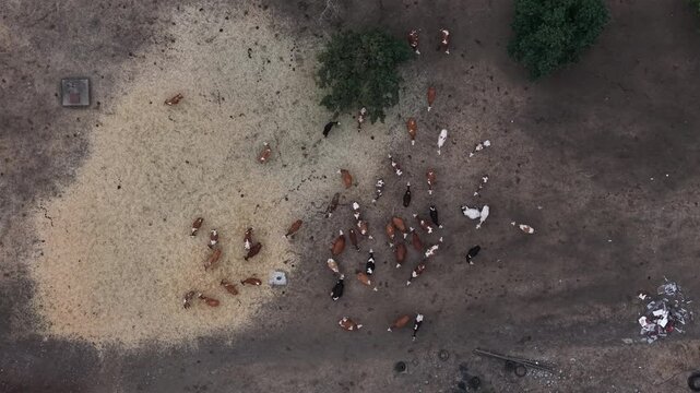 A herd of cattle congregates on dry, dusty ground, consuming feed within a rural farm landscape, seen from above.