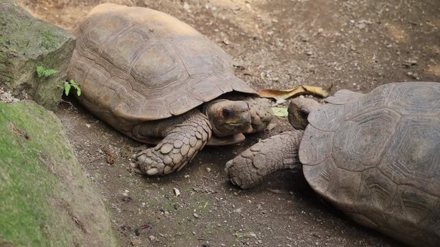 Two Asian giant tortoises that communicate