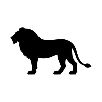 lion vector illustration