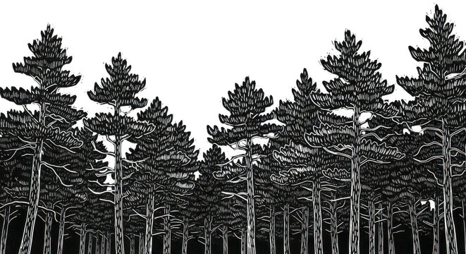 Vintage pine forest illustration, hand drawn coniferous trees in woodcut style, black and white evergreen woodland landscape on white background