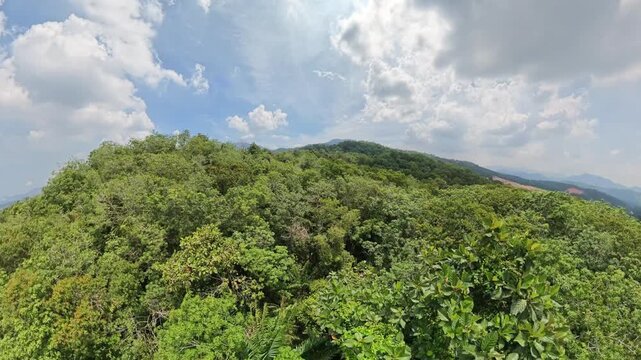 Green canopy stretches over rolling hills. Sky shows clouds drifting above the trees