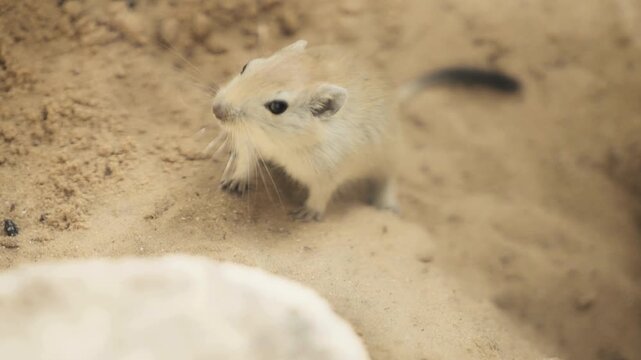 Cute little gerbil playing in the dry desert sand

