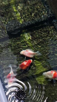 Japanese tamasaba goldfish swim actively near clear water ripple seeking feed to gather food during peaceful morning traditional outdoor stone pond background, bringing serene feeling to viewer garden