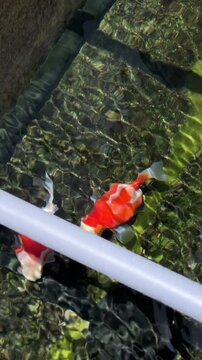 Tamasaba goldfish swim eagerly near clear pond water surface expecting feed time, showing vibrant orange white colors outdoors during sunny day care in traditional japan garden aquatic pet scene