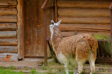 A brown llama walks on the green grass near a wooden barn. Farm animals graze on the pasture. Agriculture, animal husbandry and the concept of rural life. © ludmila