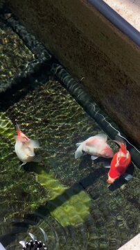 Tamasaba goldfish swim joyful toward feed in clear japan freshwater garden pond during peaceful sunny day showing vibrant red orange white color, energetic movement under water surface, active pet