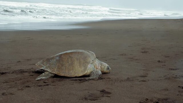 Sea turtle crawling on the sandy beach to nest
