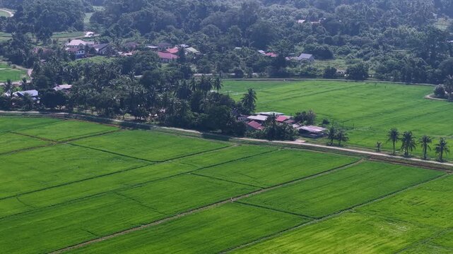 Vibrant green rice fields stretch below the hillside. Clustered houses dot the landscape