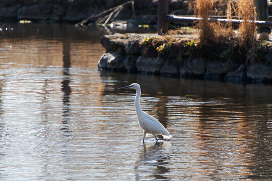 A little egret standing in shallow lake water with warm sunlight and a stone bank in the background.