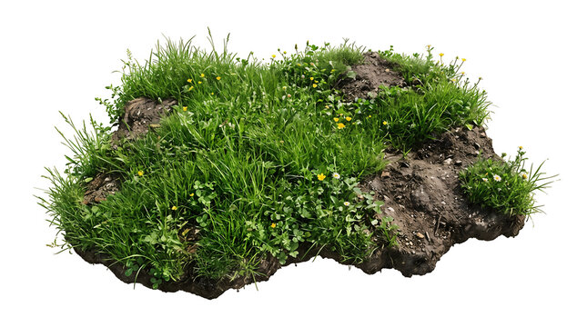 Patch of green grass and wild yellow flowers on brown soil earth ground.