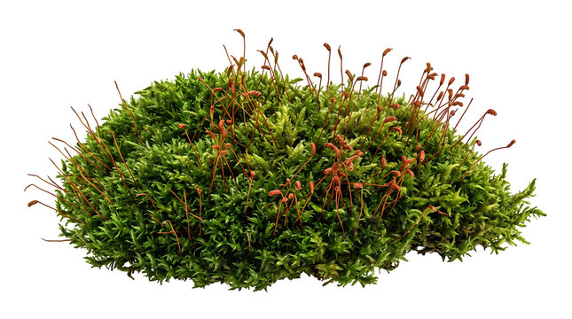 Lush green moss clump with brown spore capsules on transparent background.