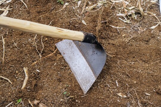 Close-up of a farming hoe with a wooden handle digging into loose brown soil in a garden.