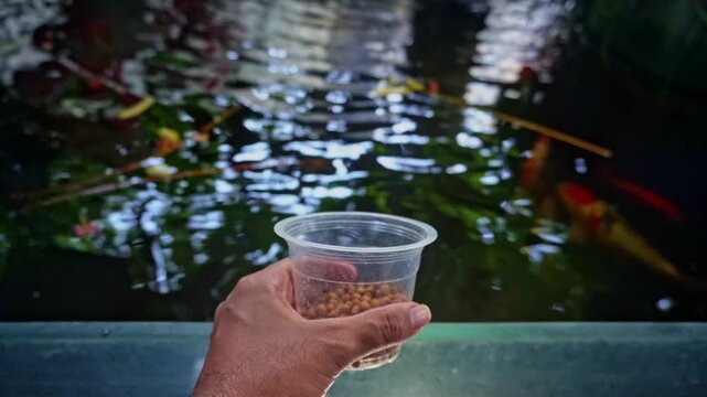 Person Holding Cup of Fish Food Pellets Above Colorful Koi Pond in Garden