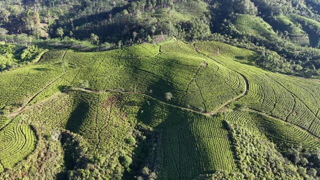Aerial panoramic view of terraced tea plantations on rolling hills at Kertowono farm.