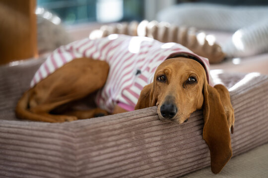 Cute dog (segugio italiano a pelo raso) in a pink white striped pullover laying in a dog bed 