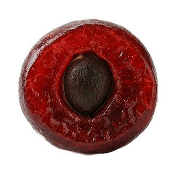 English yew Taxus baccata single red aril berry macro shot isolated on a transparent background