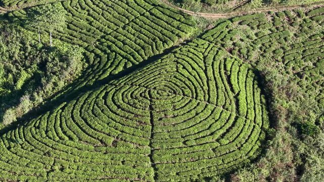 Beautiful open air landscape of the majestic Kertowono tea hills enjoying pristine weather and bright daylight.