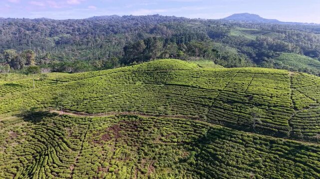 Rolling hills of tea plants stretch below. Rows of green bushes follow winding paths across slopes