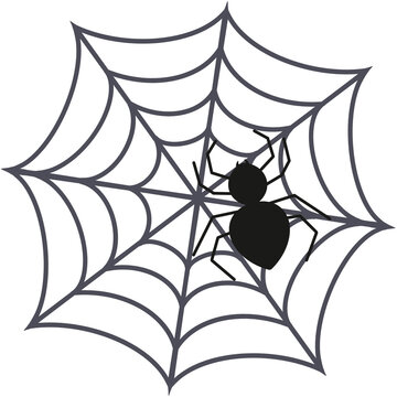 spider