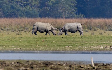 Two One horn rhinoceros are fighting in the wild. © Chirantanu
