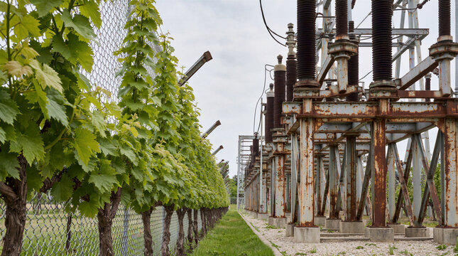 Spring grapevines growing alongside chain-link fence of rusted legacy power substation