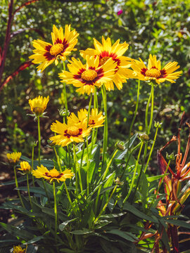 A cluster of Coreopsis Sunkiss flowers ''Coreopsis grandiflora' in full bloom
