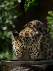 leopard in the zoo © yonny