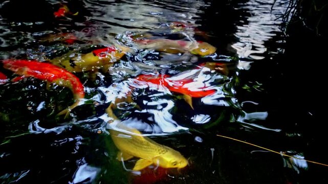 Colorful Koi Fish Swimming Gracefully In A Peaceful Garden Pond Surface Ripples Reflection