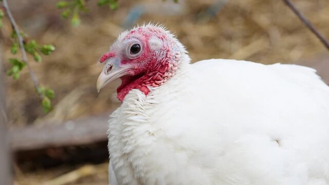 Close-up Portrait of a Female White Turkey Looking Around