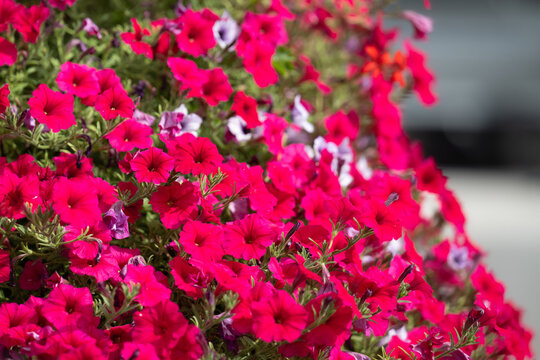 Close up of bright and rich red-pink petunia flowers in summer