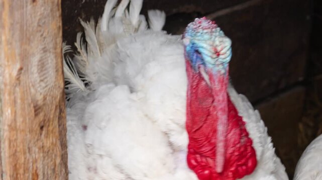 Close-up Profile of a White Domestic Turkey Resting on a Farm