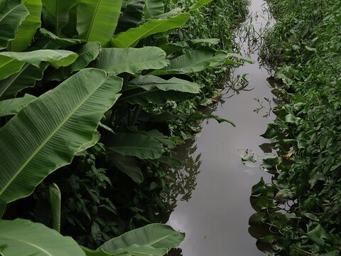 Tropical Irrigation Canal Lined With Green Leaves