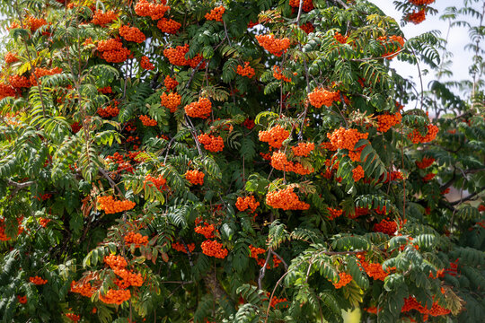 Sorbus aucuparia var. edulis - mountain ash