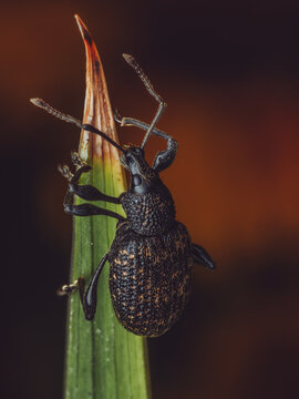 A Vine Weevil 'Otiorhynchus sulcatus' climbing a leaf
