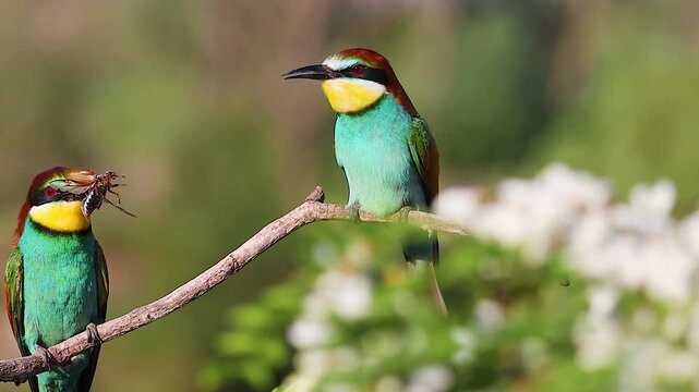 Courtship Ritual of European Bee-eaters Landing with an Insect