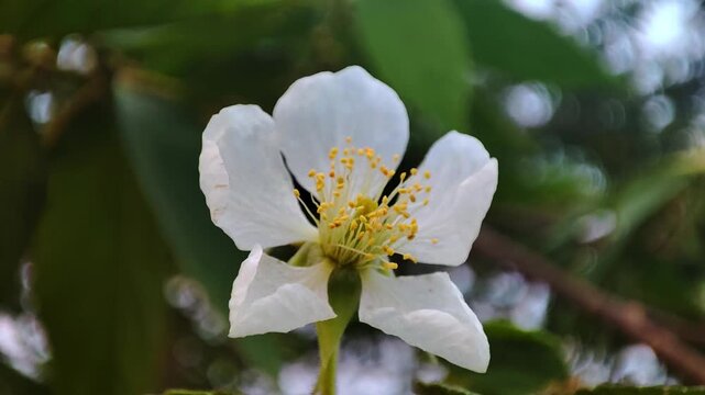 Close-Up of White Guava Flower Swaying in the Wind - Tropical Nature Macro Footage