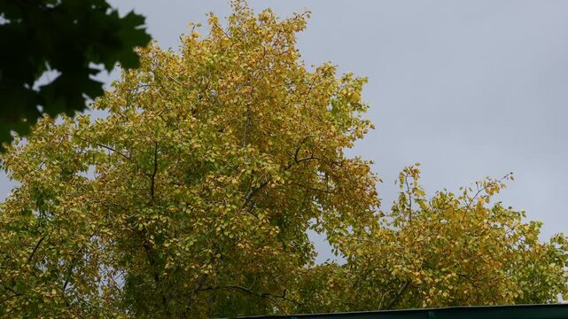 slow motion Golden autumn treetops with green and yellow foliage against overcast sky, cinematic seasonal nature background