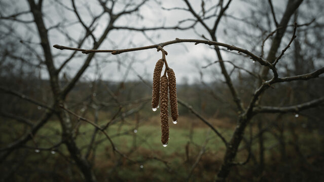 Male Catkins Bearing Rain Droplets on Bare Twig
