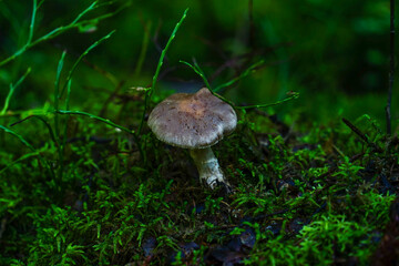 mushroom in the grass © EVGENII