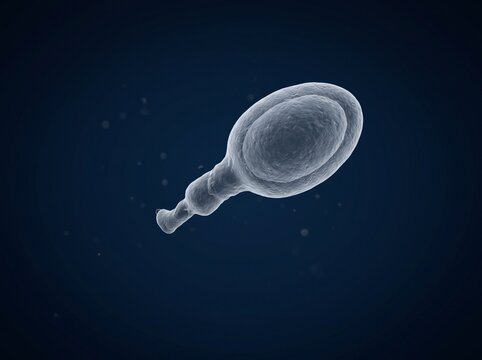 Microscopic view of a single cell with a distinct nucleus and appendage.
